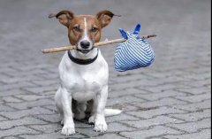 狗狗丢失怎么办？牢记这些知识！ 华兴taptap体育投注体育