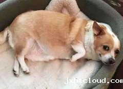 干货：哈士奇狗狗的饲养要点 华兴taptap体育投注体育