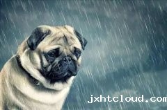 狗狗淋雨后感冒了怎么办?