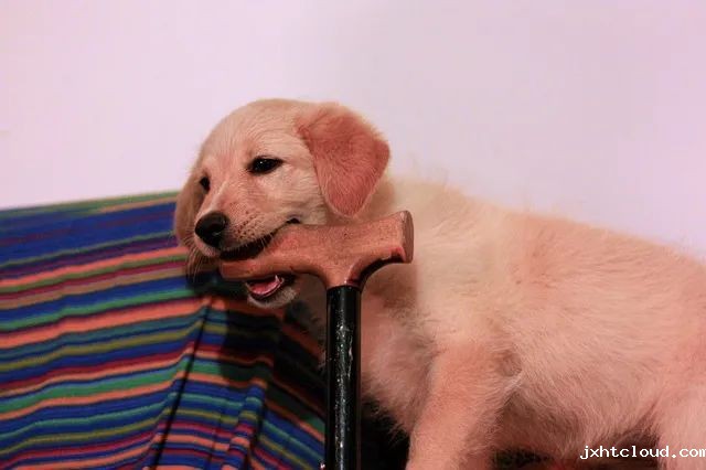 狗狗 