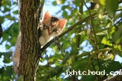 听说驱蚊产品会对猫咪的肝脏造成危害，这是真的吗