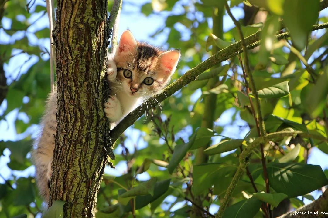 猫咪