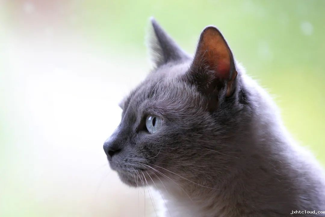 猫咪