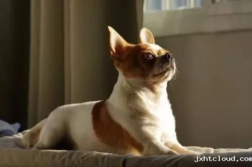 狗狗