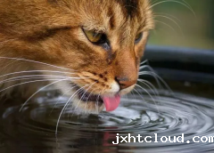 猫咪一天要喝多少水才是合理的呢？