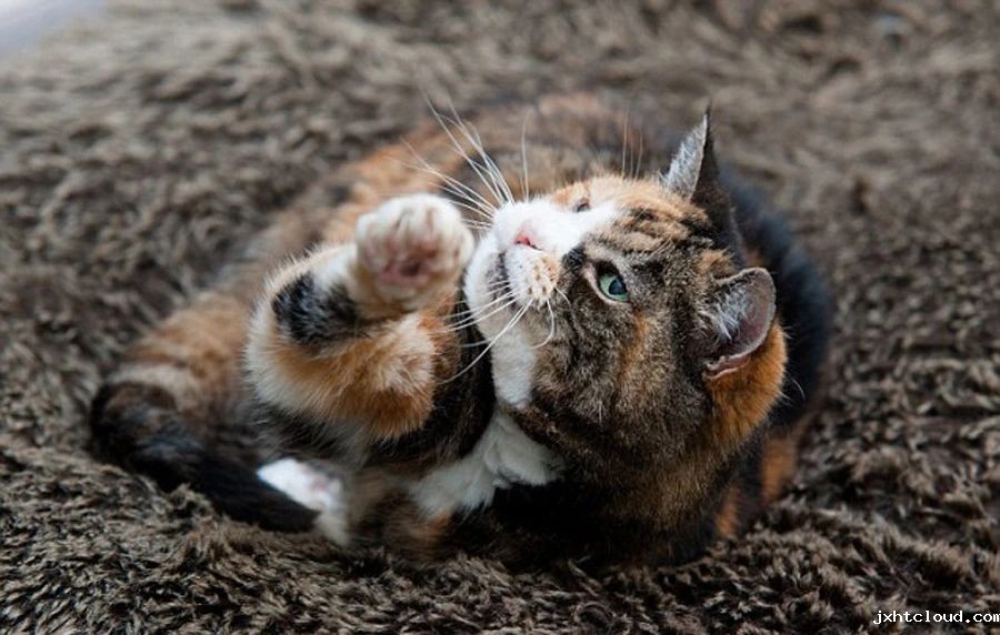 猫咪