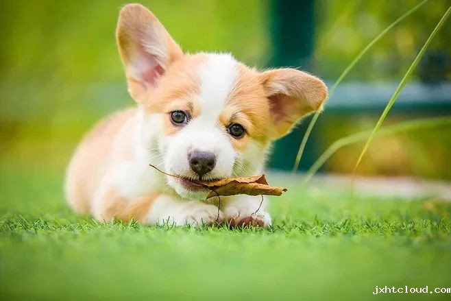 狗狗