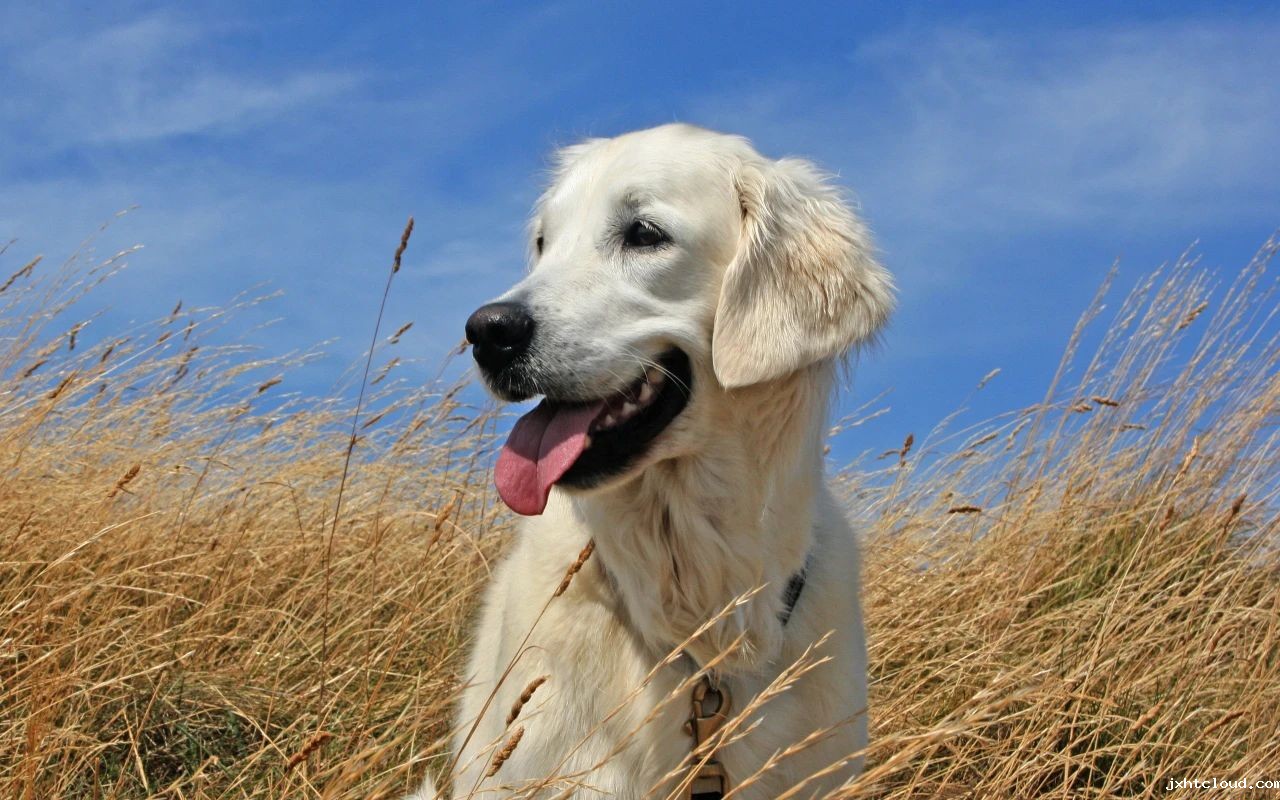 狗狗