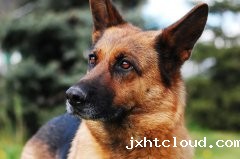 what is it like to have a german shepherd?