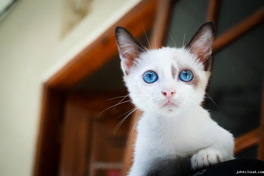 猫咪