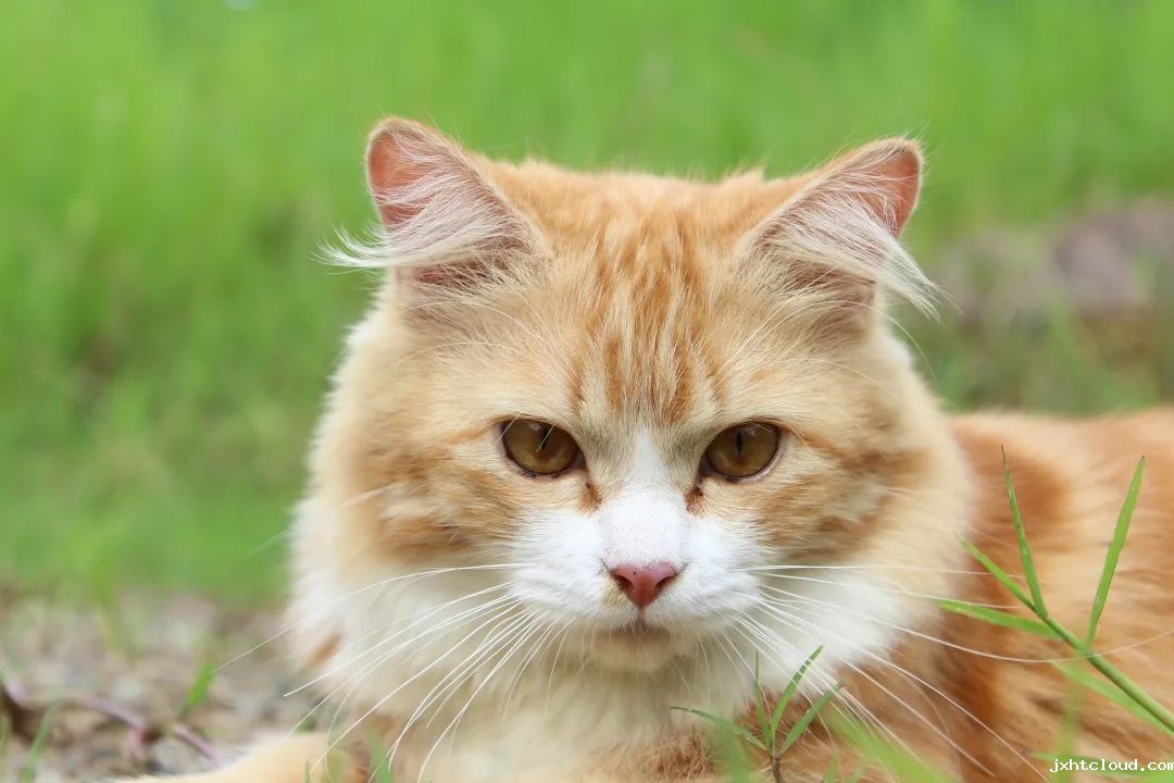 猫咪