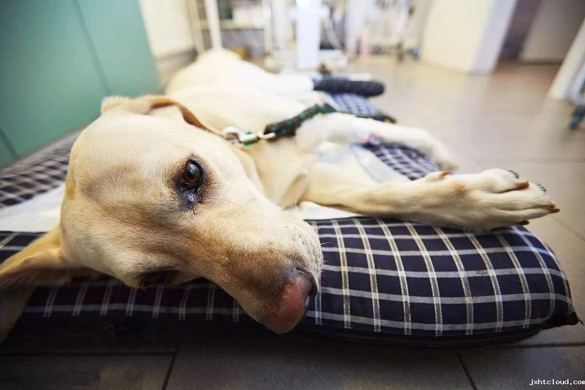 狗狗