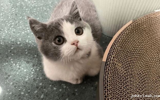 猫咪