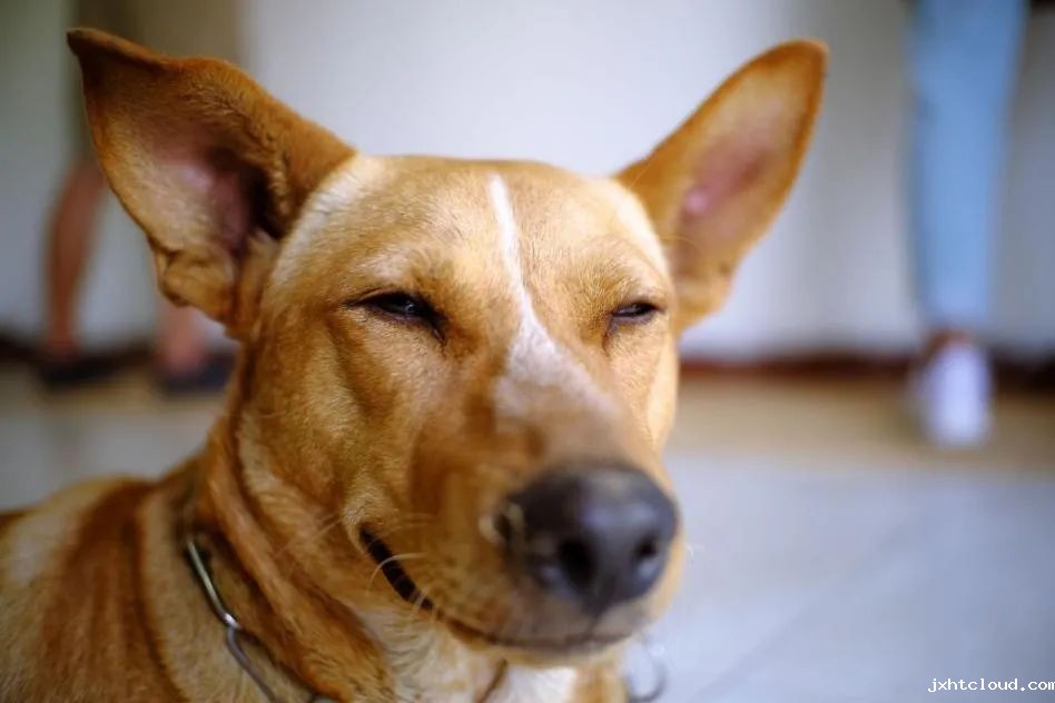 狗狗