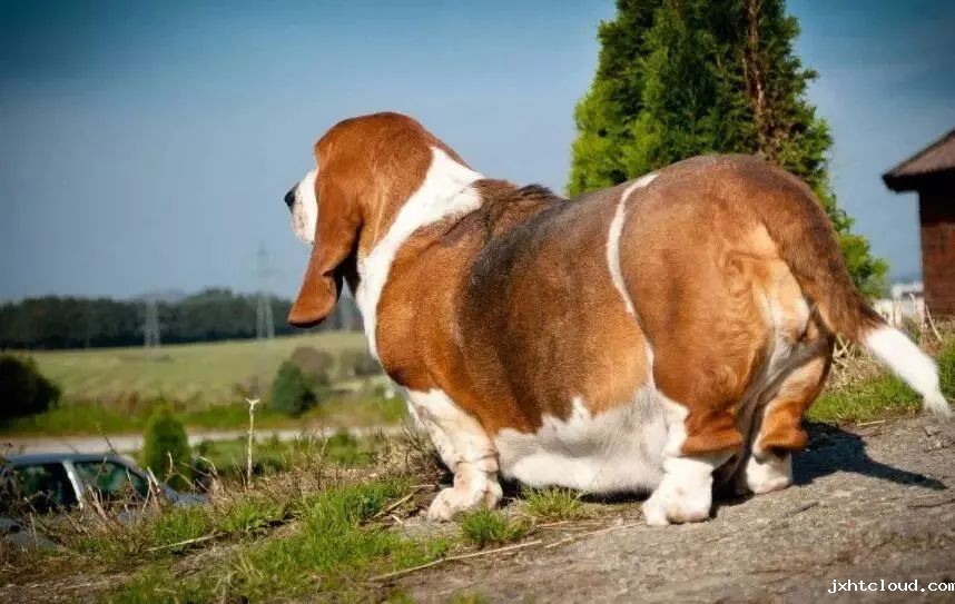 狗狗