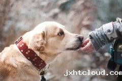 what does a high-quality pet owner look like?