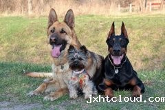 under what circumstances does a dog behave aggressively?