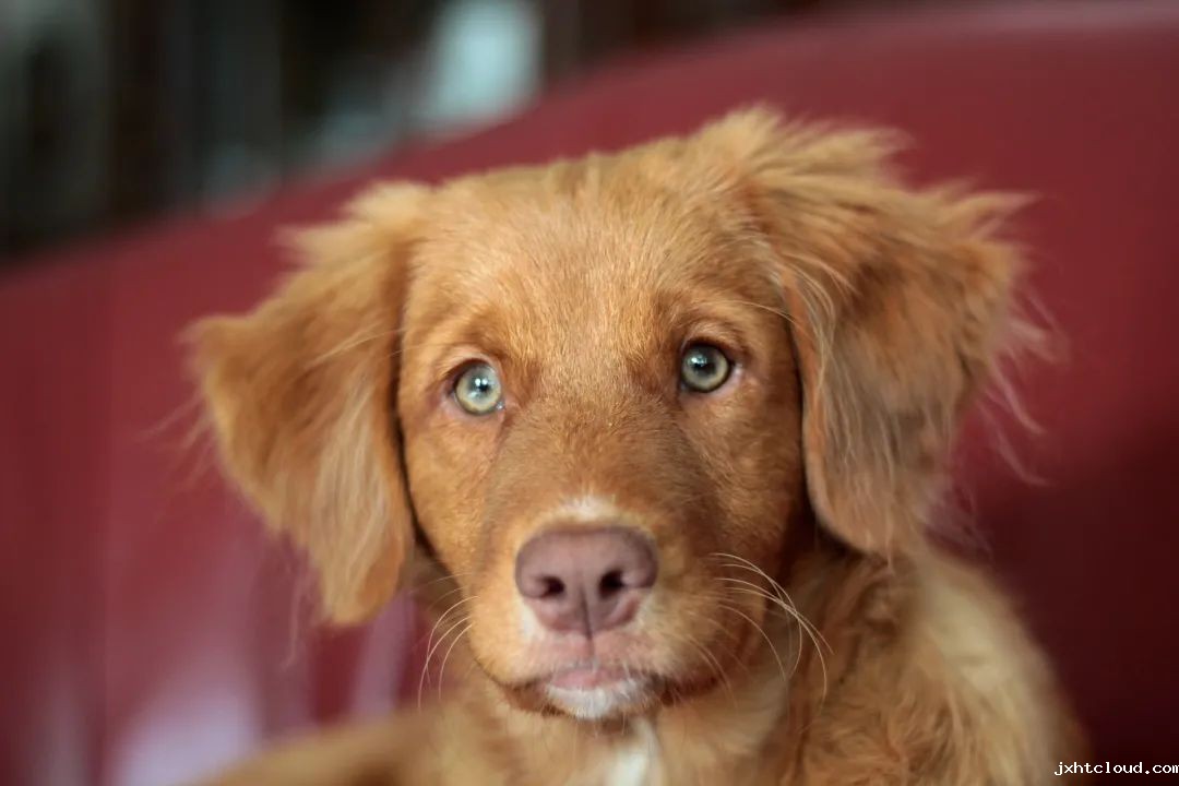 狗狗