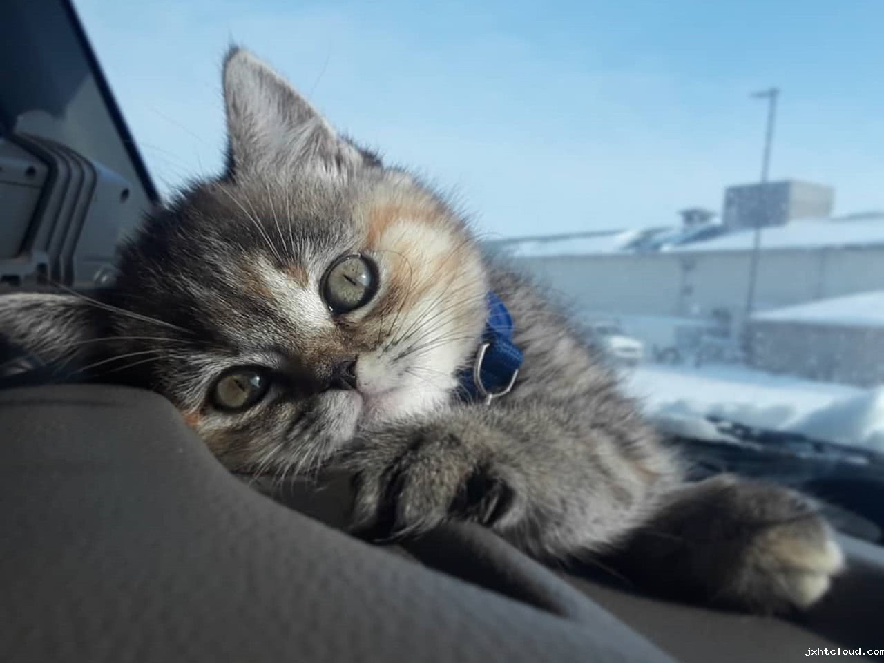 猫咪