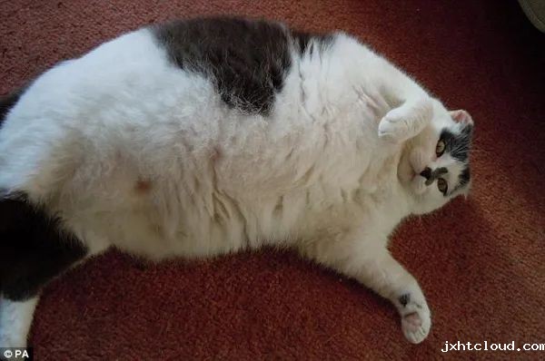 猫咪
