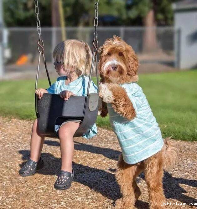 狗狗