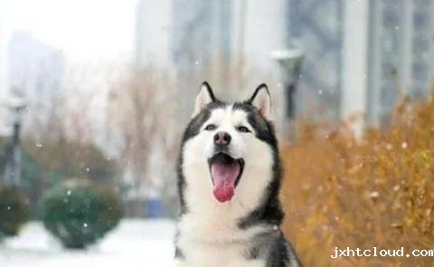 狗狗爱叫怎么办？这六招，教给你