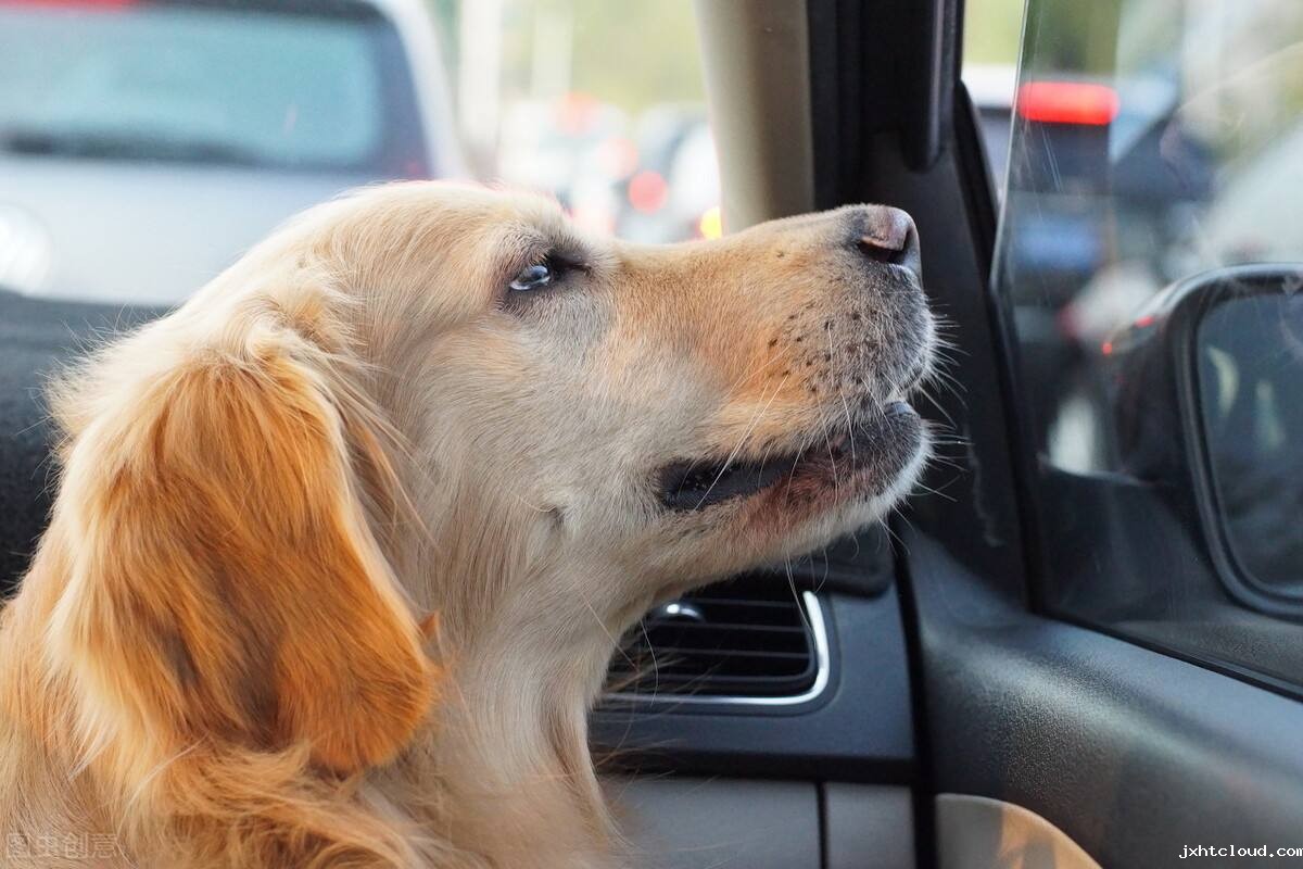 狗狗