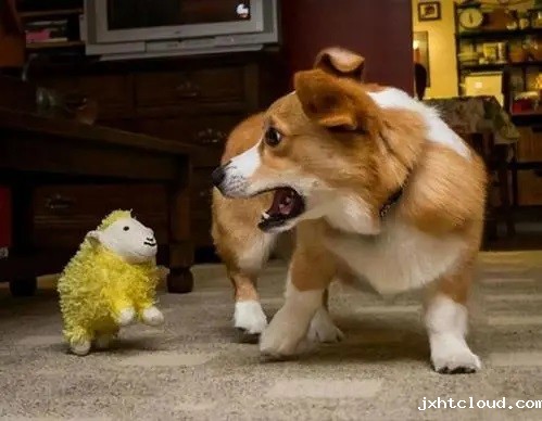 dog