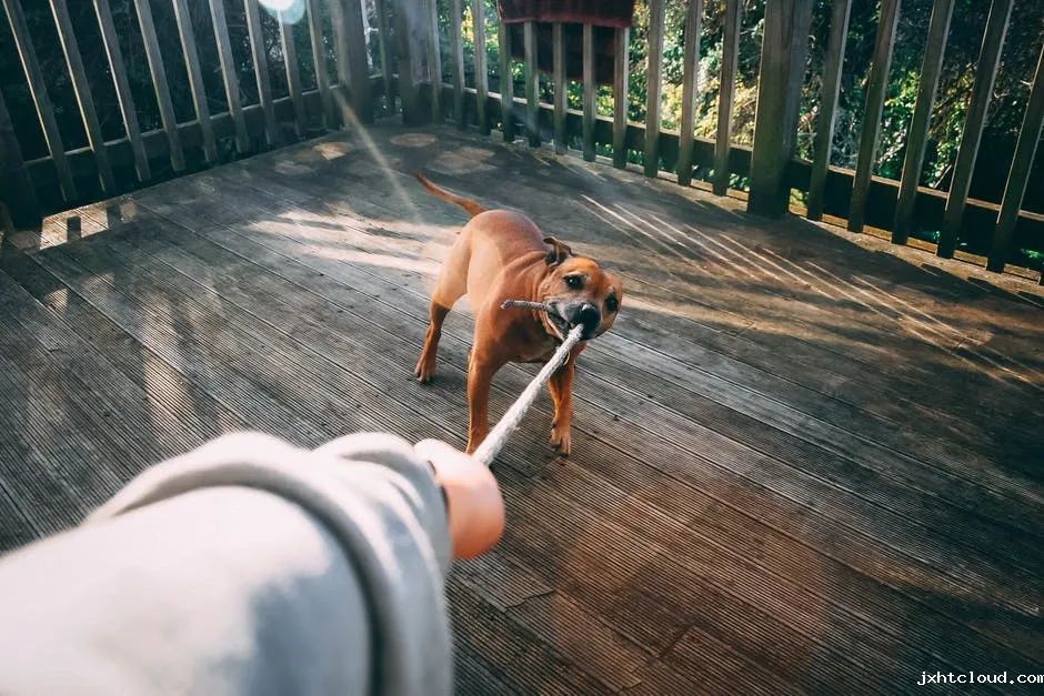 狗狗