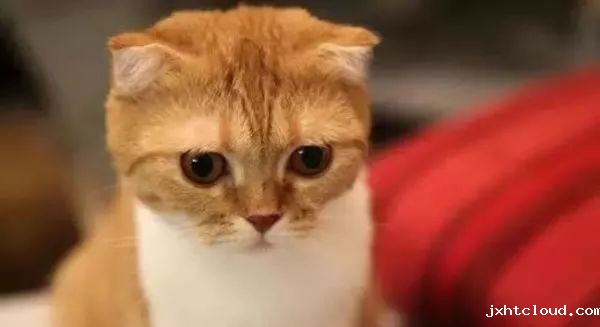 kitty
