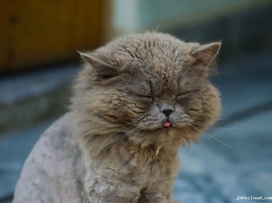 kitty