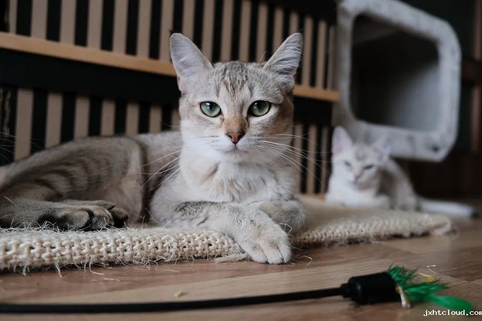 kitty