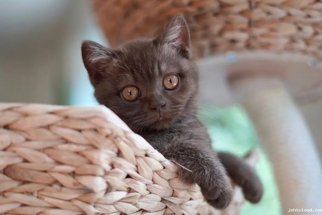 猫咪