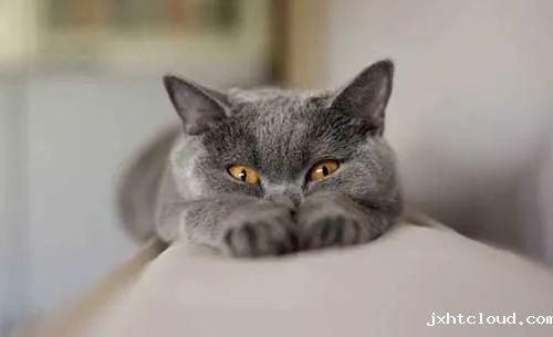 猫咪
