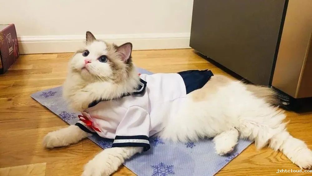 猫咪