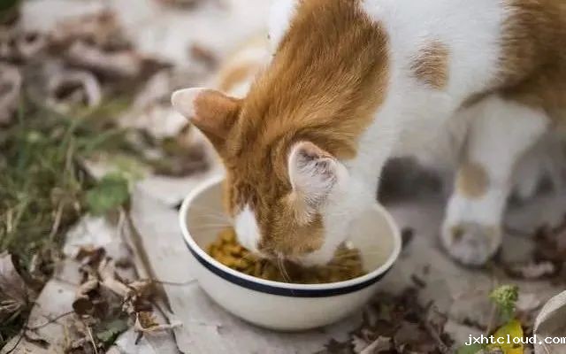 猫咪