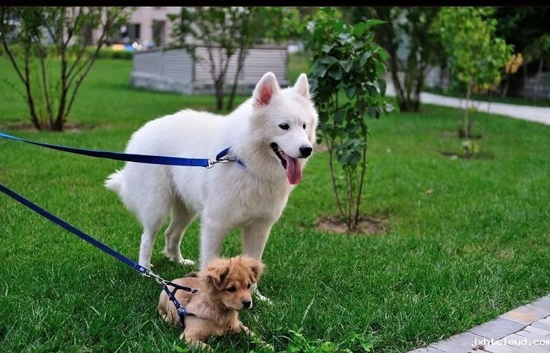 为什么有的狗狗喜欢挖坑？