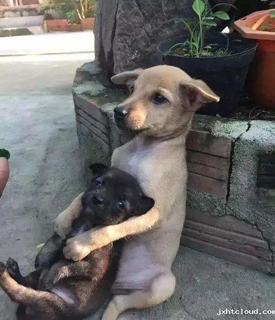 华兴宠物