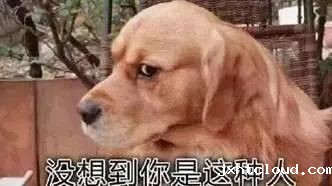 华兴宠物