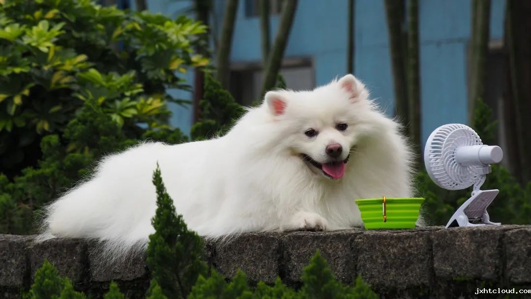 华兴宠物