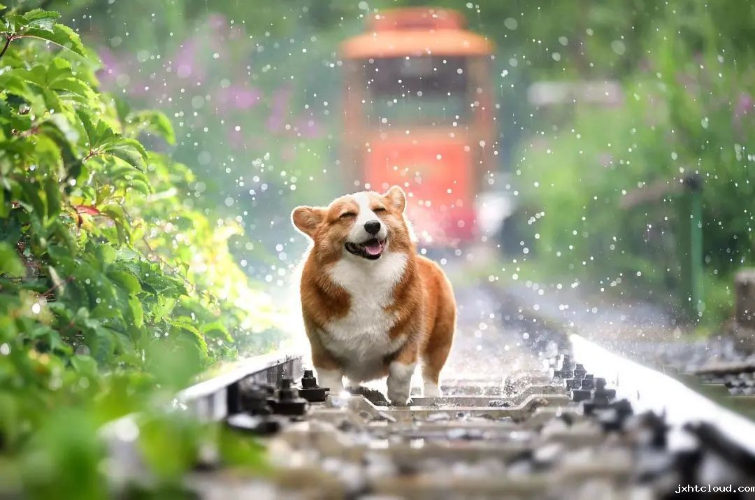华兴宠物