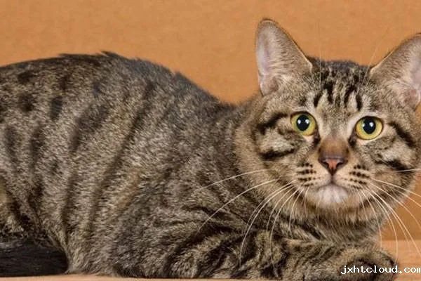 今天我们来盘点一下五种热门的宠物猫，来看看你家的猫咪上榜了吗？
