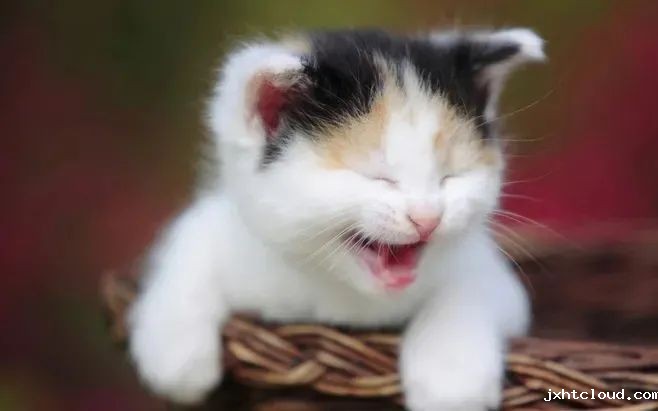 猫咪—华兴taptap体育投注体育