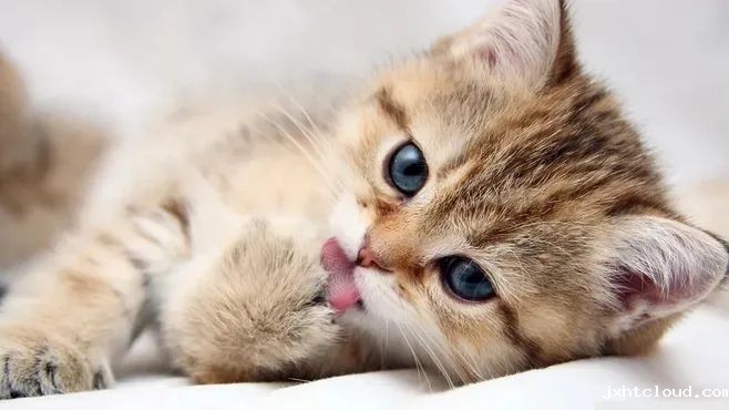 猫咪—华兴taptap体育投注体育