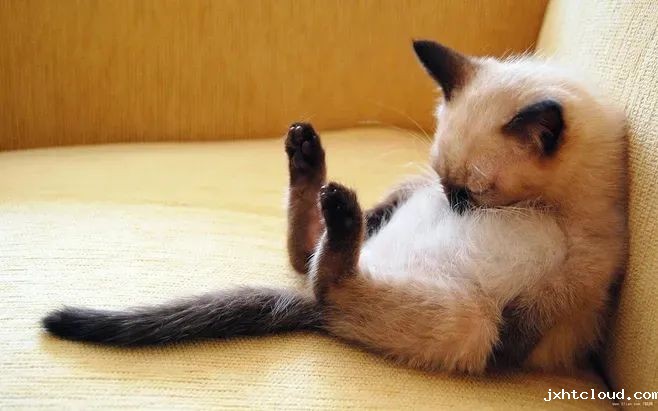 猫咪—华兴taptap体育投注体育