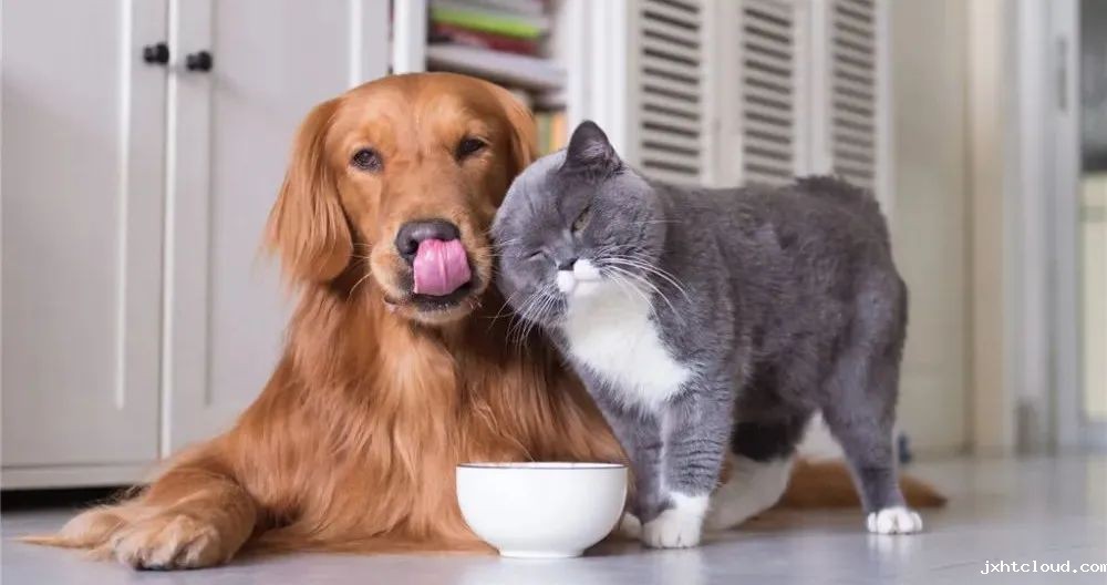 dogs cats