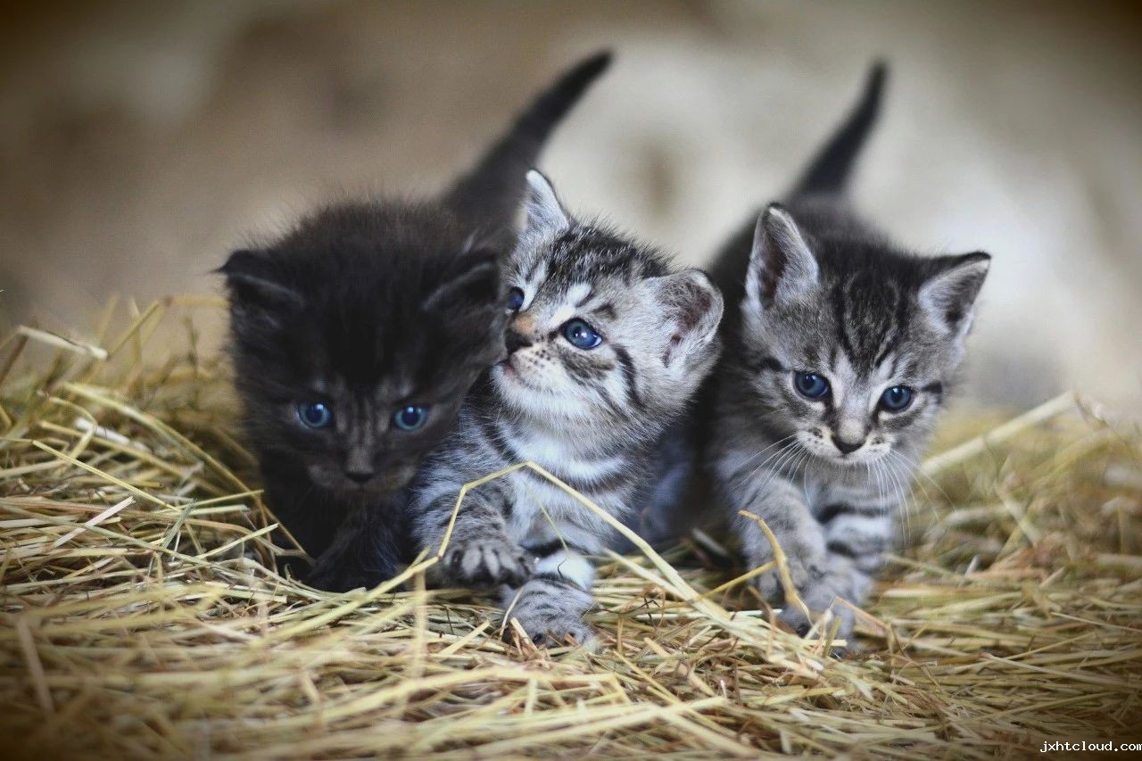 kitty