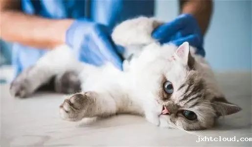 哪些因素在影响猫咪的寿命？