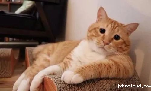 kitty