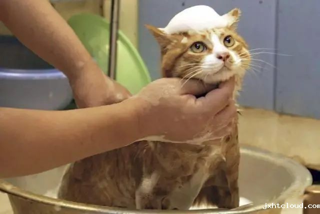 猫咪